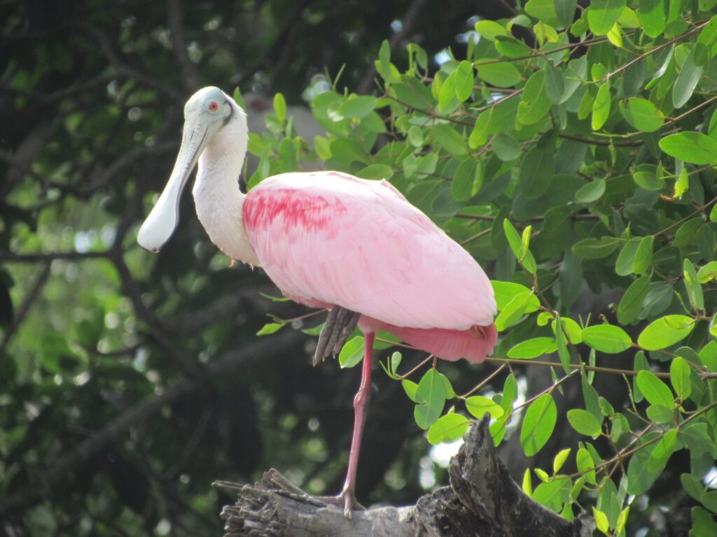 Espátula rosada
